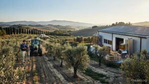 Bando Olivicoltura Calabria 2023-2027: 50 Milioni per il Futuro con Finsubito.org
